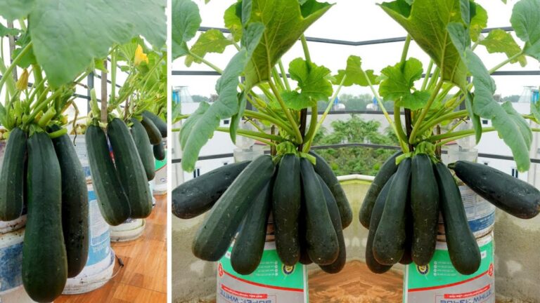 Dieser geniale Trick sorgt dafür, dass deine Zucchini sofort mehr Früchte trägt…