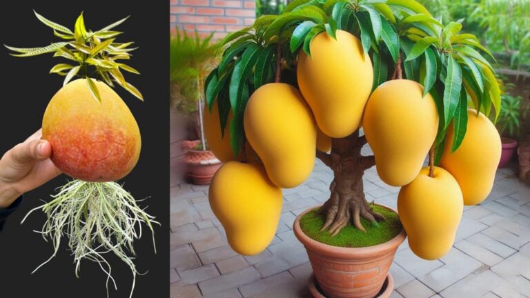 Diese geniale Methode verwandelt Fruchtkerne in prächtige Mangobäume … entdecke das