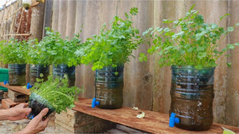 Diese einfache Methode verwandelt Wasser in frischen Koriander für deinen Garten…