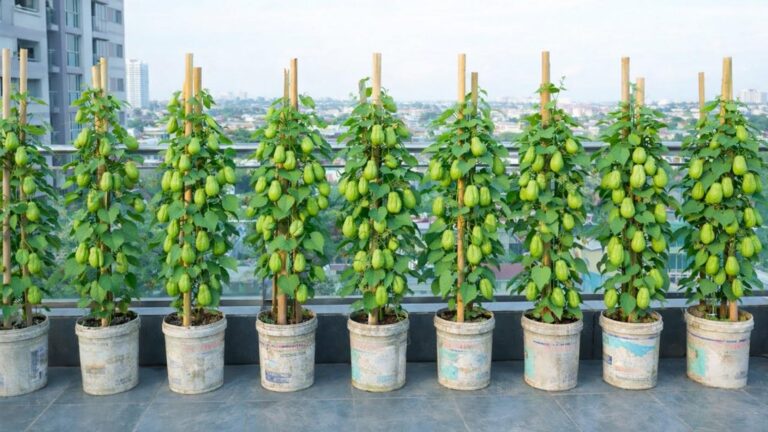 Diese einfache Methode verwandelt deinen Balkon in eine Chayote-Oase … entdecke, wie!