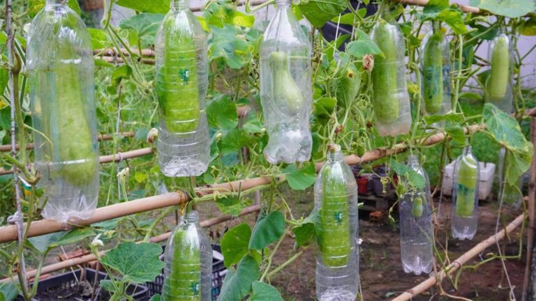 Dieser einfache Trick verwandelt Plastikflaschen in fruchtbare Gärtnerhelfer für deine