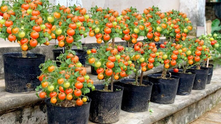 Diese einfache Methode verwandelt deinen Balkon in ein Tomatenparadies … entdecke die