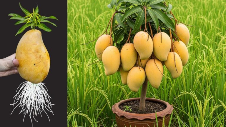 Ein verblüffender Trick, um deinen Mangobaum im Handumdrehen zum Blühen zu bringen…