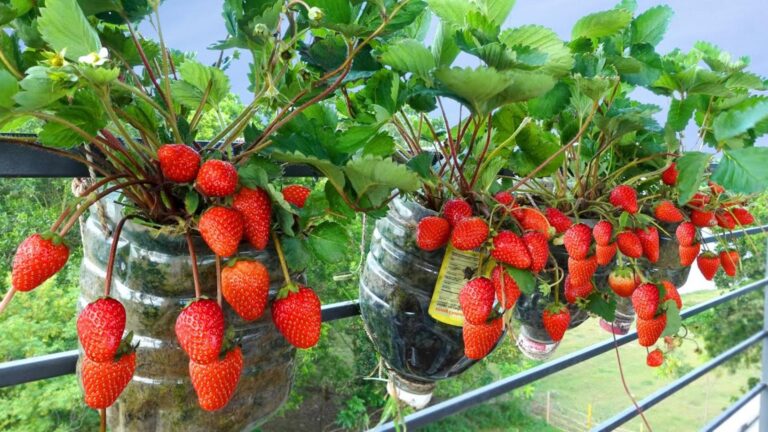 Diese einfache Idee verwandelt leere Plastikflaschen in fruchtbare Erdbeer-Oasen auf dem