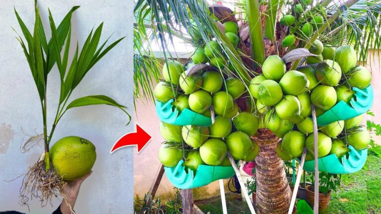 Ein einfacher Trick, um Kokospalmen mit Bananen viel schneller wachsen zu lassen…
