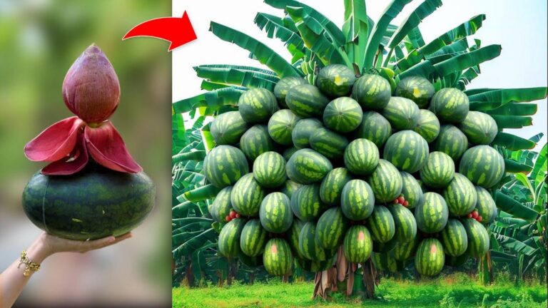 Diese geniale Methode vereint Banane und Wassermelone für XXL-Früchte…