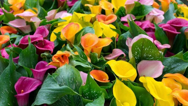 Ein einfacher Trick, um deine Calla-Blumen in leuchtenden Farben erblühen zu lassen…