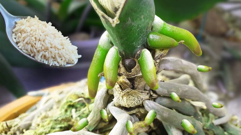 5 einfache Tipps, um verwelkte Orchideen sofort zum Blühen zu bringen!