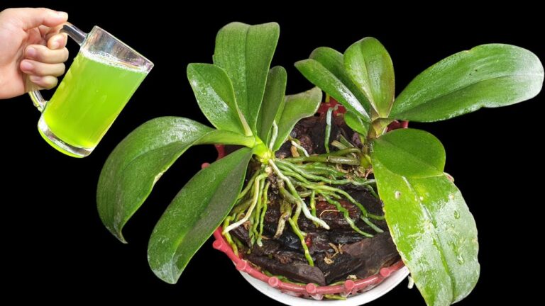 So pflegst du deine Orchideen: 5 Tipps für ein gesundes Wurzelwachstum!