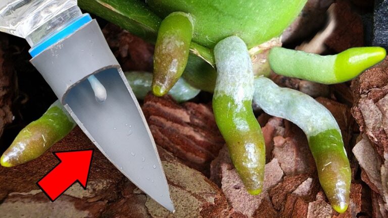5 Tipps für das ganzjährige Blühen von Orchideen und das Wachsen neuer Wurzeln