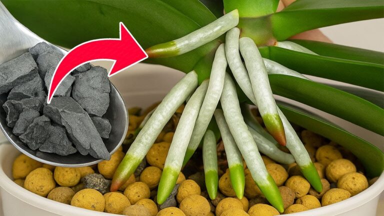 Entdecke 5 überraschende Vorteile von Orchideen für ganzjährige Blütenpracht!