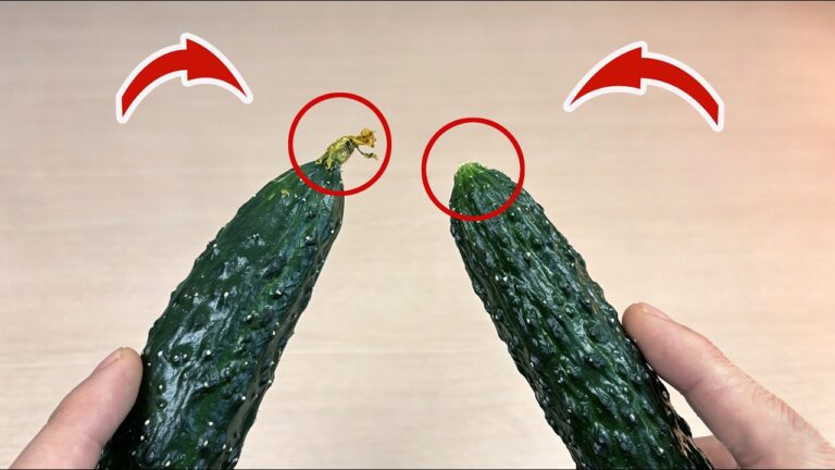 Die 5 besten Tipps für die perfekte Gurkenernte, die du unbedingt ausprobieren musst!