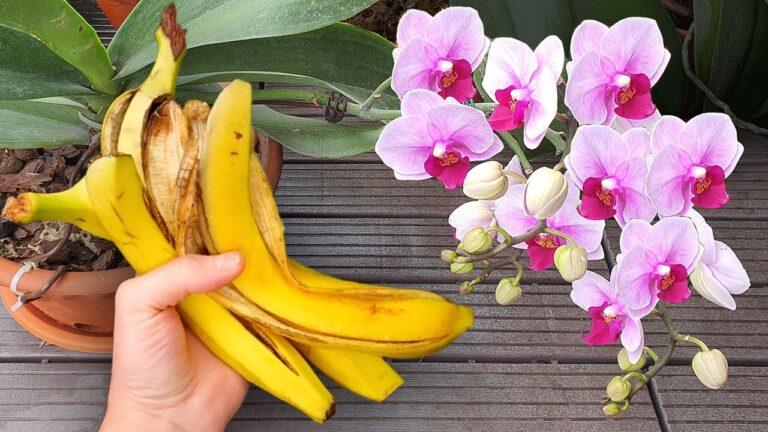 5 Tipps für blühende Orchideen ohne Erde – Entdecke das Geheimnis!
