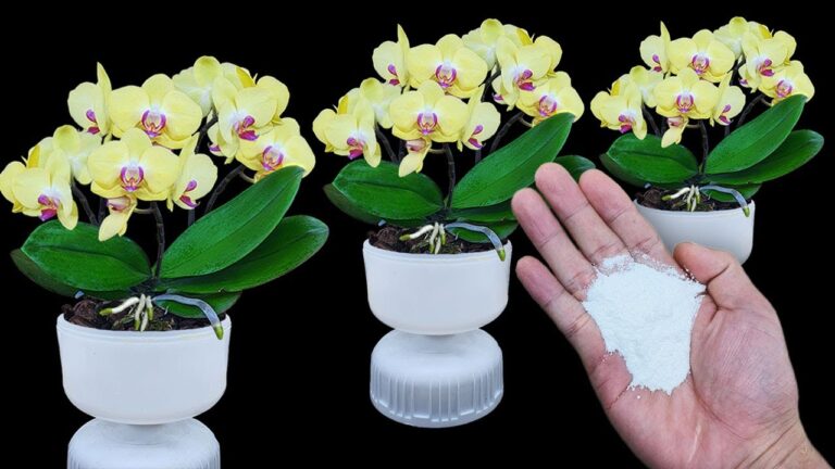 10 geniale Tipps für Orchideen: So blühen sie prächtig und bilden viele Wurzeln!