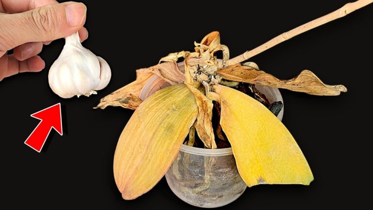 1 Knoblauch hilft bei der Rettung deiner verwelkten Orchideen – So einfach geht’s!