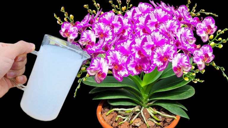 So bekommst du 12 Monate lang blühende Orchideen mit nur 1 Gießtechnik!