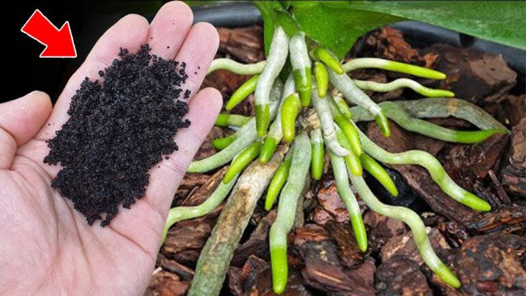 500 Mal stärker als Knoblauch: So blühen Orchideen das ganze Jahr!