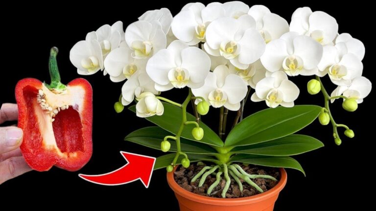 1 Geheimtipp für Orchideen: So blühen sie das ganze Jahr über!
