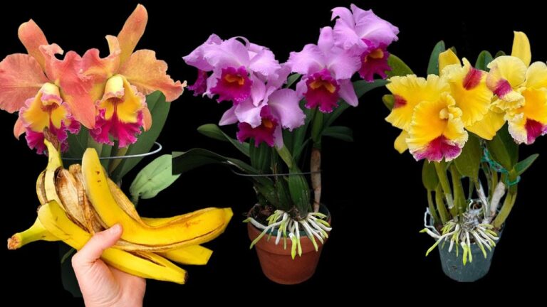 1 Banane und Orchideenwurzel: So blühen sie das ganze Jahr über!