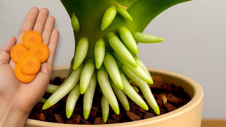Eine Karotte für blühende Orchideen das ganze Jahr über! Entdecke die einfache Methode!