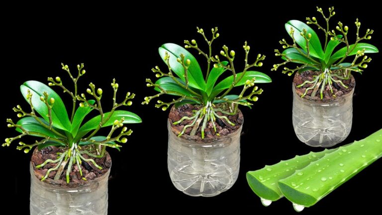 10 Tipps für ewiges Orchideenblühen in Plastikflaschen entdecken!