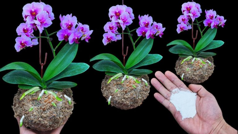 5 Tipps für die ganzjährige Blüte deiner Orchideen ohne Aufwand!