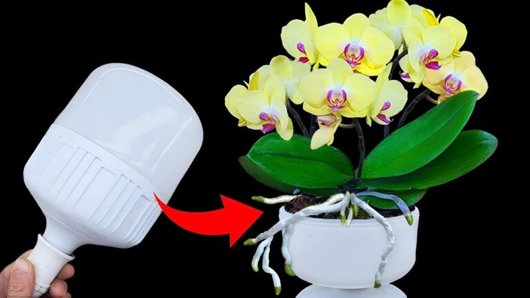 7 Geheimtipps für prächtige Orchideenblüten ohne großen Aufwand!