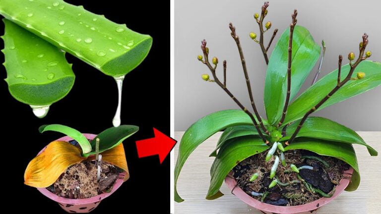 5 magische Tipps, um Deine verwelkten Orchideen wieder zum Blühen zu bringen!