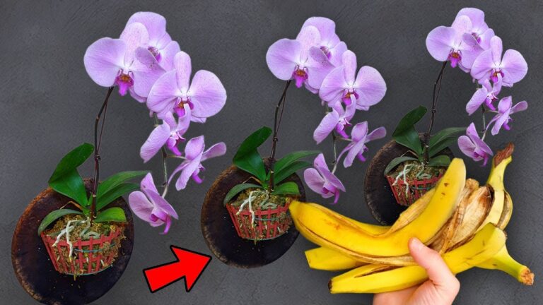 5 einfache Tipps, damit deine Orchideen sofort wieder blühen!