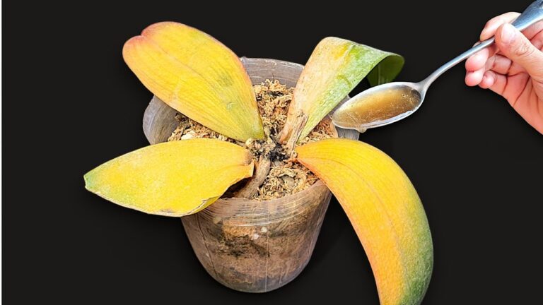 1 Löffel für prächtige Orchideen – so blühen sie das ganze Jahr!