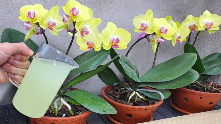 Stärke deine Orchidee: 1 einfache Methode für ganzjährigen Blütenzauber!