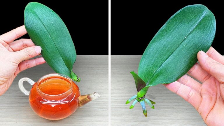 Reviviere 1 Orchideenblatt mit diesem magischen Wasser ganz einfach!