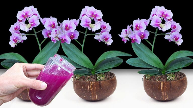 7 einfache Tipps, wie deine Orchideen neu erblühen und lebendig wirken!
