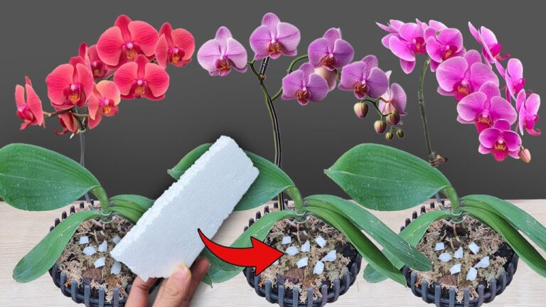 5 Schritte für schnelles Orchideenwachstum und ganzjährige Blütenpracht