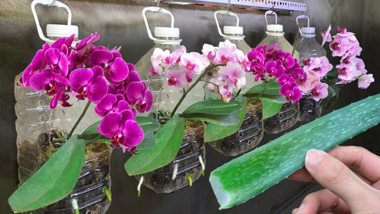 5 geniale Tipps für Orchideen: So blühen sie das ganze Jahr über!