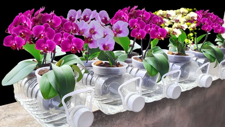 7 Tipps für schnell wachsende Orchideen mit üppigem Blütenflor