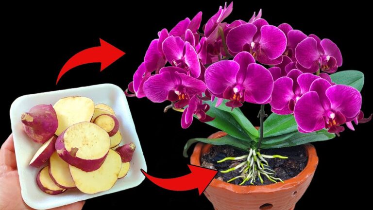 Mit nur 1 Kartoffel Orchideen zum Blühen bringen – So einfach und günstig gelingt es!