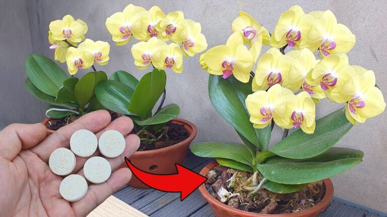 Einen verwelkten Orchidee in 1 Tasse Wasser ganz einfach wiederbeleben!