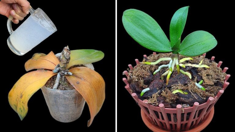 1 Tasse reicht: So belebst du jede verwelkte Orchidee kinderleicht!