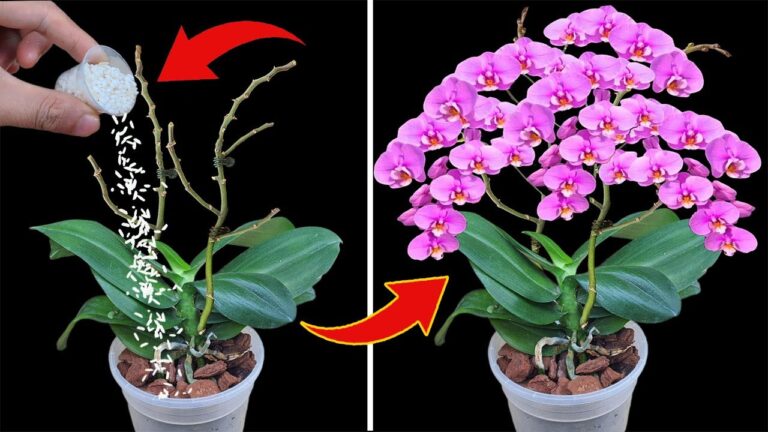 1 Tasse und verwelkte Orchideenblüten blühen das ganze Jahr über weiter!