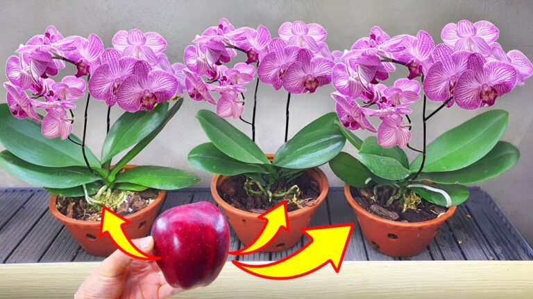 5 einfache Schritte, um deine verwelkten Orchideen das ganze Jahr über zum Blühen zu bringen