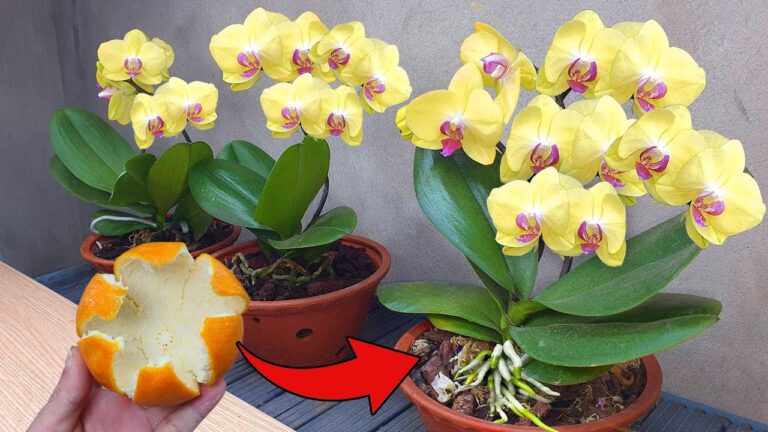 5 Geheimtipps für Orchideen: So blühen sie das ganze Jahr!