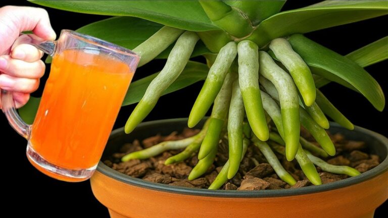 1 Tasse und deine Orchideen blühen das ganze Jahr über – Entdecke die Geheimnisse!