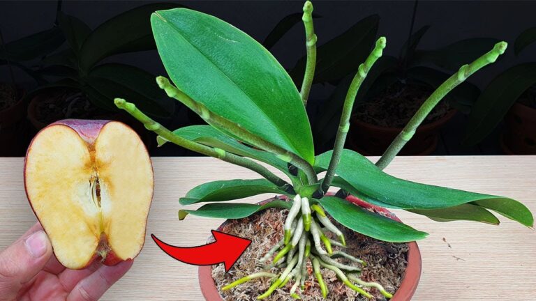 Entdecke 5 erstaunliche Vorteile der Wunderfrucht für Orchideenblüten!