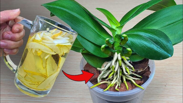 1 Geheimtipp für blühende Orchideen das ganze Jahr über!