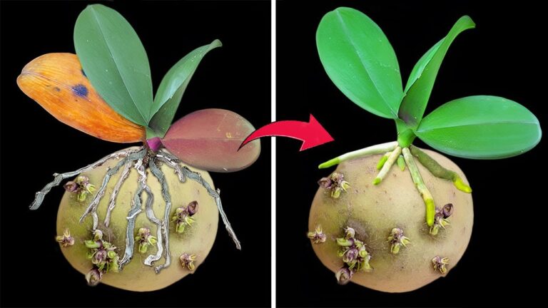 Entdecke die 5 magischen Tricks, wie Kartoffeln Deine Orchideen sofort wachsen lassen!