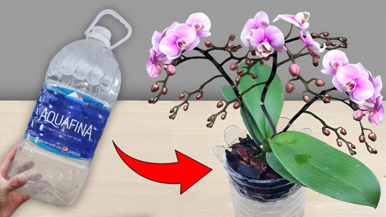 Orchideen erfolgreich: 5 Geheimnisse für ganzjährige Blüten und schnelle Wurzeln