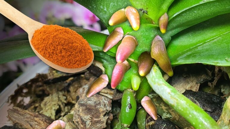 7 Geheimtipps für schnelle Orchideenblüte und üppiges Wurzelwachstum!