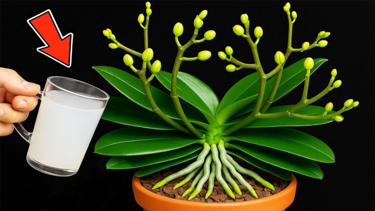 Reviviere deine faulen Orchideen sofort mit diesem magischen Wasser und steigere die Blüte um 500%!