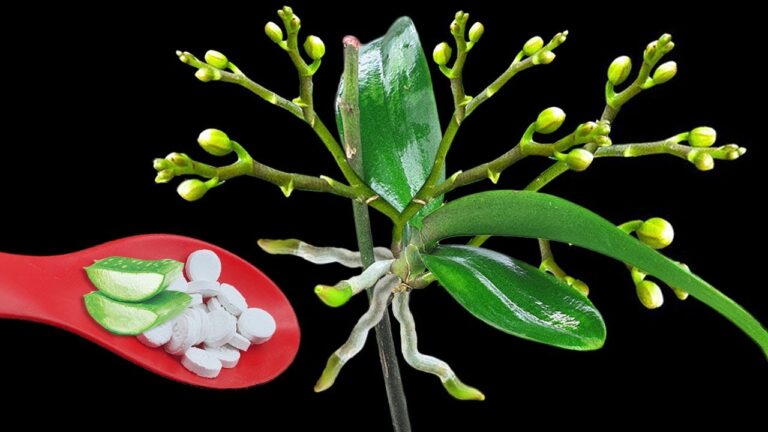 So zauberst du 12 Monate lang blühende Orchideen in deinem Zuhause!